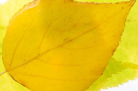 red and yellow maple leaves on a white background. When the leaves change color from green to...