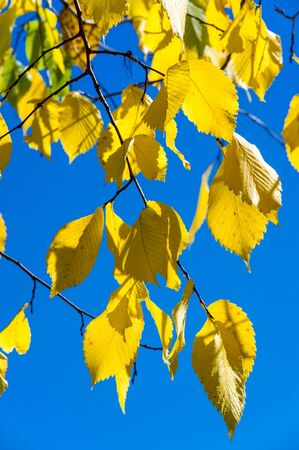 Autumn landscape, Autumn leaves with the blue sky background, Yellow, red and green bright leaves...