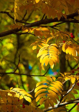 Autumn landscape photography, mountain ash in full beauty, illuminated by the colors of autumn. A tree with fruits in the form of a bunch of orange-red berries, as well as the most berriesの写真素材