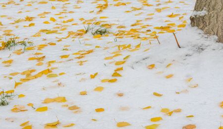 We got our first snow of the season during the night, dusting in the fall with sugar in the winter. Melted where the sun touched, snow lingers in the shade, illuminating the winter a bit.の写真素材