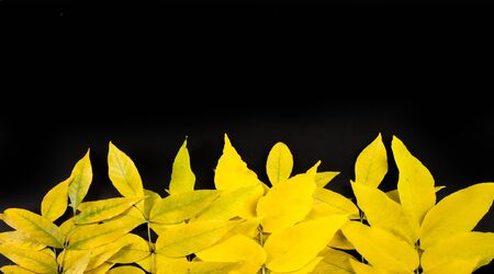 Autumn photography, maple leaves on a black background, place for inscriptions, convenient for the designer, the leaf of the maple, used as an emblem of Canada.の写真素材