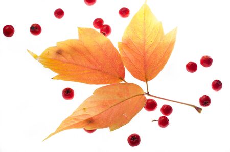 red and yellow maple leaves on a white background.の写真素材