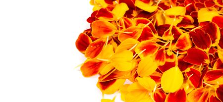 texture background. Pattern of flower petals. Calendula are very important in Nepalese culture,...