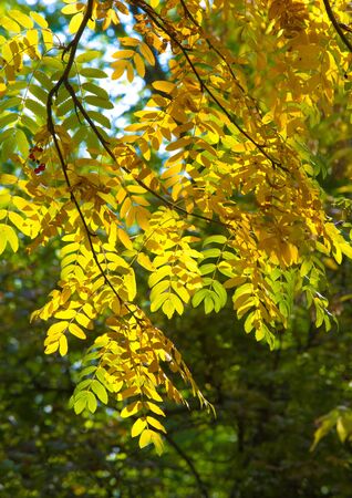 Autumn landscape photography, mountain ash in full beauty, illuminated by the colors of autumn. A tree with fruits in the form of a bunch of orange-red berries, as well as the most berriesの写真素材