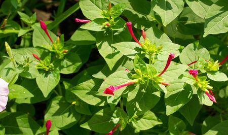 Autumn landscape of photography, Maple tree or shrub with lobed leaves, winged fruits, and colorful autumn foliage, grown as an ornamental or for its timber or syrupy sap.の写真素材