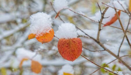 We got our first snow of the season during the night, dusting in the fall with sugar in the winter. Melted where the sun touched, snow lingers in the shade, illuminating the winter a bit.の写真素材