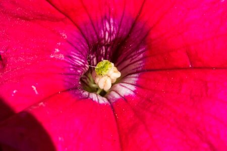 Petunia The Mayan and Incas believed that petunias have the power to chase away (with their odor) the underworld monsters and spirits. Their flower-beds were bunched together for magical drinks.の写真素材