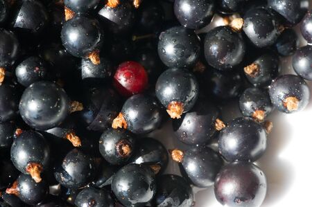 Black currant, blackcurrant, blackberry. vitamin C and polyphenol phytochemicals.  They are used to make jams, jellies and syrups and are grown commercially for the juice market.の写真素材