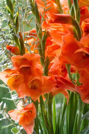 Gladiolus from Latin the diminutive of gladiu a sword is a genus of perennial cormous flowering plants in the iris family Iridaceae sword lily but is usually called by its generic name plural gladioliの写真素材