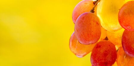 Grapes can be eaten fresh as table grapes or they can be used for making wine, jam, juice, jelly,...