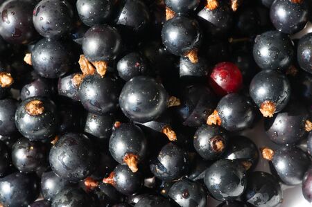 Black currant, blackcurrant, blackberry. vitamin C and polyphenol phytochemicals.  They are used to make jams, jellies and syrups and are grown commercially for the juice market.の写真素材