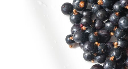 Black currant, blackcurrant, blackberry. vitamin C and polyphenol phytochemicals.  They are used to make jams, jellies and syrups and are grown commercially for the juice market.の写真素材