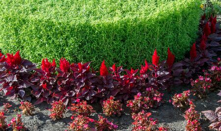 Floral landscaping brings a riot of color to city's streets, City beds with flowers, environmental responsibility and beautification through community participation and the challenge of competition.の写真素材