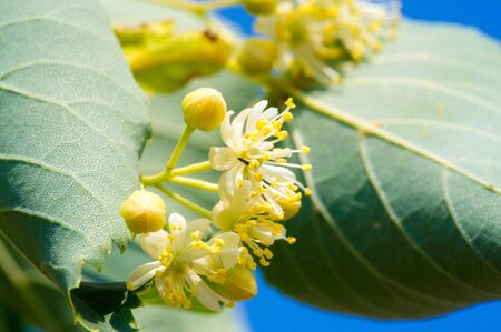 A flower of a linden tree. The genus is commonly called lime in the United Kingdom and North...