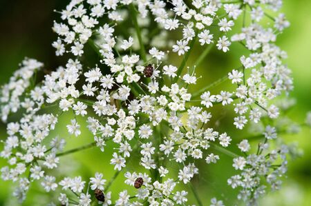Aegopodium. The most well-known member is the Aegopodium podagraria, the ground elder also known as snow-on-the-mountain, Bishop's weed, goutweed, native to Europe and Asia.の写真素材