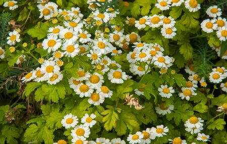 Chamomile flowers. camomile, daisy wheel, daisy chain, chamomel. An aromatic European plant, with white and yellow daisy like flowers.の写真素材