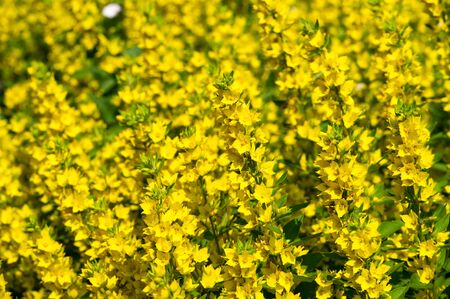Lysimachia species often have yellow flowers, and grow vigorously. They tend to grow in damp...