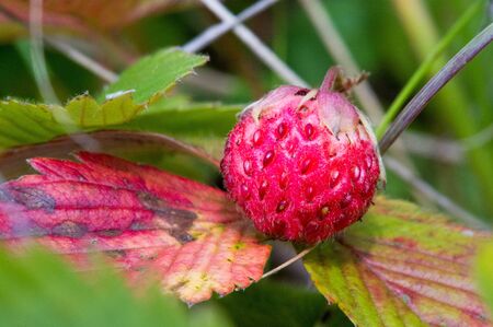 Summer photography of macro photography, strawberry wildlife. sweet soft red fruit with a silvered surface.の写真素材