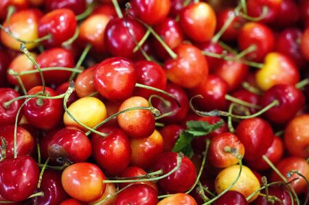 Cherry In the United States, most sweet cherries are grown in Washington, California, Oregon, Wisconsin, and Michigan. Important sweet cherry cultivars include Bing Ulster Rainier Brooks Tulare Kingの写真素材