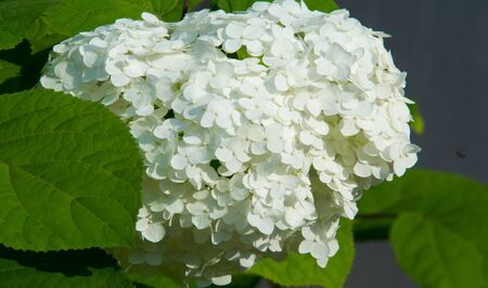 European cranberry-bush of Buldenezh of Viburnum opulus var sterile Boule de neige a shrub of the honeysuckle family, with round clusters of white flowers followed by red berries.の写真素材