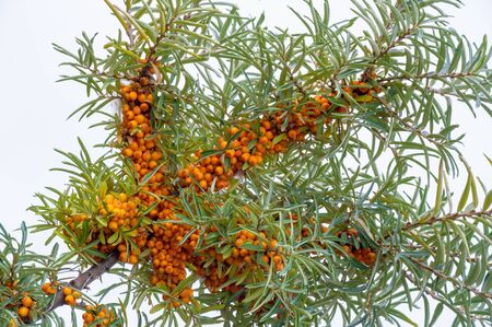 sea buckthorn. Different parts of sea buckthorn have been used as folk medicine, Berry oil, either taken orally as a dietary supplement or applied topically, is believed to be a skin softenerの写真素材