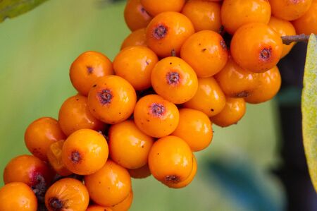 sea buckthorn. Different parts of sea buckthorn have been used as folk medicine, Berry oil, either taken orally as a dietary supplement or applied topically, is believed to be a skin softenerの写真素材