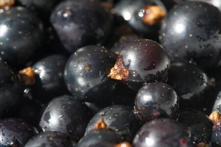 Black currant, blackcurrant, blackberry. vitamin C and polyphenol phytochemicals.  They are used to make jams, jellies and syrups and are grown commercially for the juice market.の写真素材