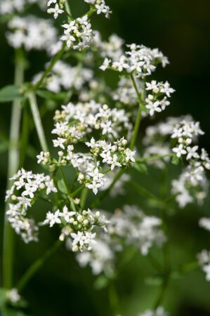 Aegopodium. The most well-known member is the Aegopodium podagraria, the ground elder also known as snow-on-the-mountain, Bishop's weed, goutweed, native to Europe and Asia.の写真素材
