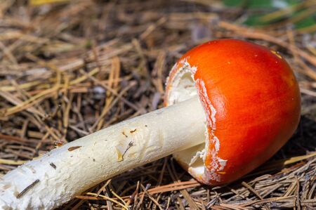 Autumn photography, Mushrooms Latin Fungi or Mycota is a realm of wildlife, uniting eukaryotic...