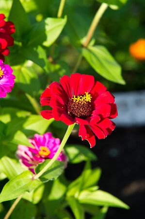 Zinnias are annual plants, shrubs and sub-shrubs growing mainly in North America, Zinnias can be white, greenish yellow, yellow, orange, red, purple or lilac.の写真素材