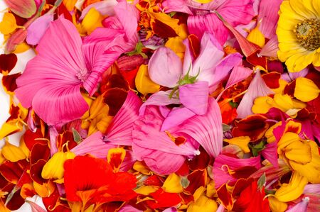 texture background. Pattern. flower petals.の写真素材