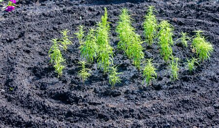 Floral landscaping brings a riot of color to city's streets, City beds with flowers, environmental responsibility and beautification through community participation and the challenge of competition.の写真素材
