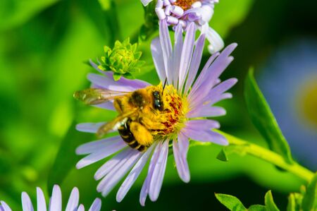 The name Aster comes from the Greek word á¼ÏÏÎ®Ï, which means the star, which means the shape of the flower head. Varieties are popular as garden plants because of their attractive and vibrant colorsの写真素材