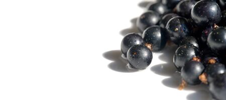 Black currant, blackcurrant, blackberry. vitamin C and polyphenol phytochemicals.  They are used to make jams, jellies and syrups and are grown commercially for the juice market.の写真素材