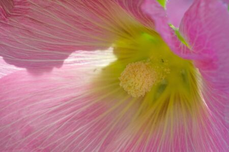 Malva is a genus in the Malvaceae family from which he is the genus of the genus, one of the most closely related genera in the family bearing the common English familial malva,の写真素材