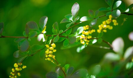 Berberis vulgaris,  European barberry or simply barberry, is a shrub in the genus Berberis. It produces edible buty acid acid berries. It is cultivated for its fruits in many countries.の写真素材