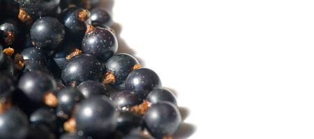 Black currant, blackcurrant, blackberry. vitamin C and polyphenol phytochemicals.  They are used to make jams, jellies and syrups and are grown commercially for the juice market.の写真素材