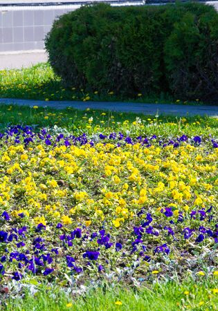 Floral landscaping brings a riot of color to city's streets, City beds with flowers, environmental responsibility and beautification through community participation and the challenge of competition.の写真素材