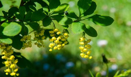 Berberis vulgaris,  European barberry or simply barberry, is a shrub in the genus Berberis. It produces edible buty acid acid berries. It is cultivated for its fruits in many countries.の写真素材
