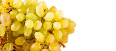 Grapes can be eaten fresh as table grapes or they can be used for making wine, jam, juice, jelly, grape seed extract, raisins, vinegar, and grape seed oil. Grapes are a non-climacteric type of fruitの写真素材