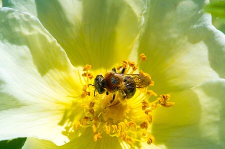 Pink hips contain carotenoid beta-carotene, lutein, zeaxanthin and lycopene, which are found in basic research for various potential biological roles.which are found in basic research for various potential biological roles.の写真素材
