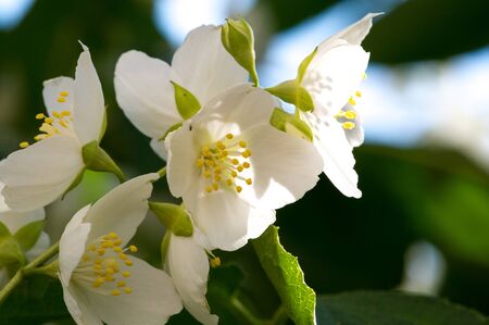Philadelphus They are named mock-orange in reference to their flowers, which in wild species look...