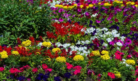 Floral landscaping brings a riot of color to city's streets, City beds with flowers, environmental responsibility and beautification through community participation and the challenge of competition.の写真素材