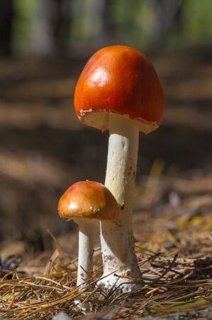 Autumn photography, Mushrooms Latin Fungi or Mycota is a realm of wildlife, uniting eukaryotic...