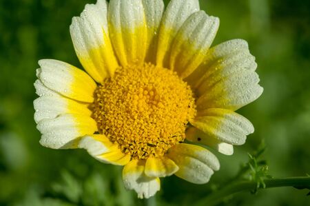 Coreopsis calliopsis and tickseed. Native North American coreopsis can be found in two habitats In...