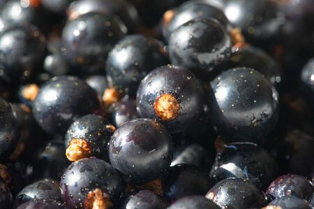 Black currant, blackcurrant, blackberry. vitamin C and polyphenol phytochemicals.  They are used to make jams, jellies and syrups and are grown commercially for the juice market.の写真素材
