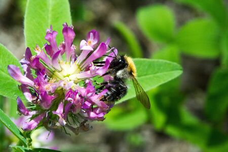 clover a herbaceous plant of the pea family that has dense, globular flower heads, and leaves that...