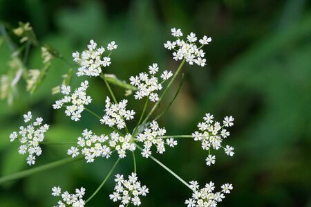 Aegopodium. The most well-known member is the Aegopodium podagraria, the ground elder also known as...