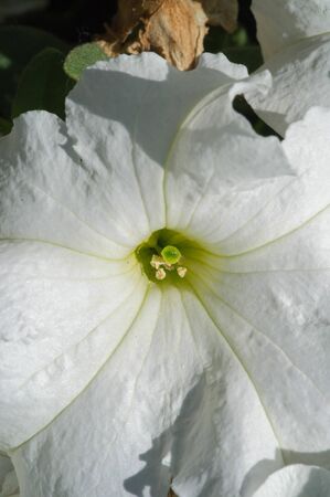 Petunia The Mayan and Incas believed that petunias have the power to chase away (with their odor) the underworld monsters and spirits. Their flower-beds were bunched together for magical drinks.の写真素材