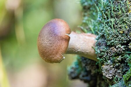 Autumn photography, Mushrooms Latin Fungi or Mycota is a realm of wildlife, uniting eukaryotic organisms that combine some of the signs of both plants and animals.の写真素材